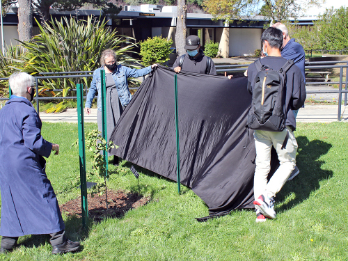 Students removing the shroud around the Ginkgo tree